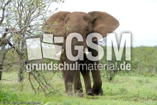 Afrikanischer Elefant (129 von 131).jpg